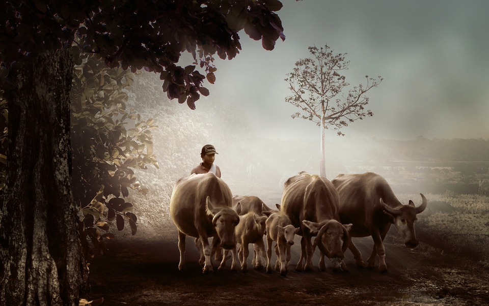 Shepherd driving cattle (Credit: pixabay/Herriest)